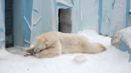 在雪地里吃肉的北极熊
