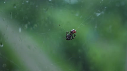 在蜘蛛网上捕食的蜘蛛