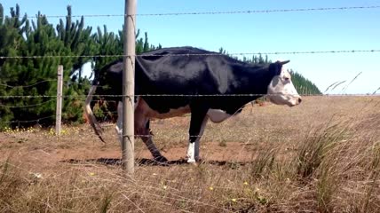 栅栏旁的奶牛实拍