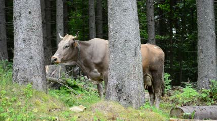 站在森林里的牛实拍