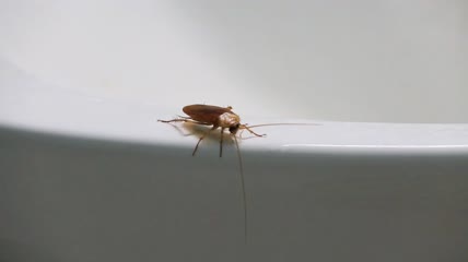 蟑螂趴在浴缸边上