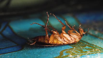 死于杀虫剂的蟑螂躺在地板上特写
