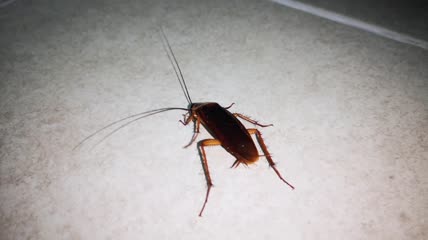 蟑螂晚上在浴室一楼行走特写