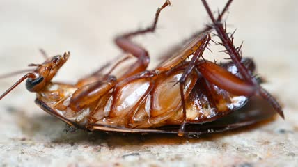 蟑螂仰面躺在地上特写