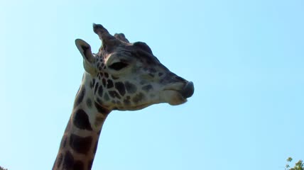 长颈鹿对蓝天的特写