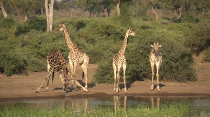 长颈鹿鹿群在河中喝水