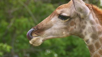 长颈鹿舔鼻子