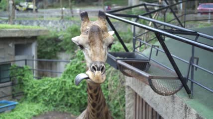 长颈鹿用舌头舔嘴角特写