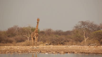 水边的长颈鹿实拍