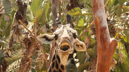 长颈鹿在吐舌头