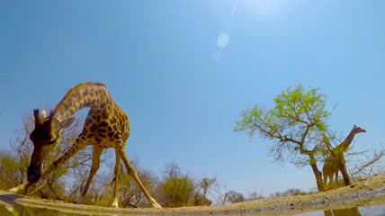 长颈鹿在炎热的夏天喝水低角度视频