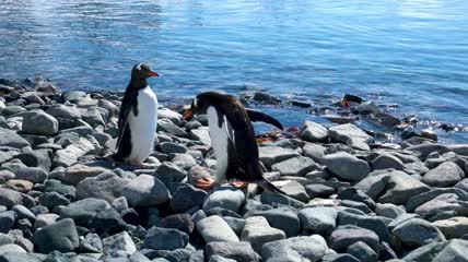 巴布亚企鹅在海边的鹅卵石上行走跳跃特写