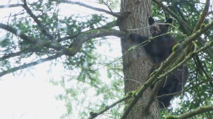 正在爬树的黑熊特写