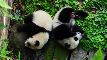 中国四川动物园玩耍的大熊猫幼崽特写