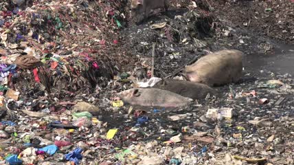猪群在垃圾堆翻找食物