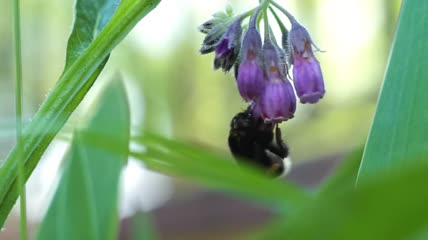 紫罗兰花朵上采蜜的蜜蜂特写