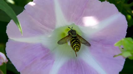 紫色花朵上采蜜的蜜蜂特写