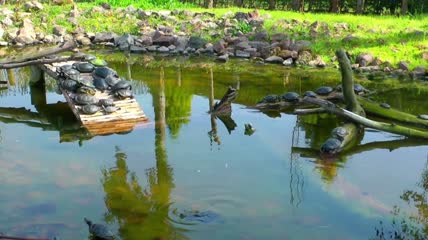 自然界中池塘里的许多海龟