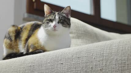 坐在充满划痕沙发上的猫