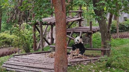 坐在木头上吃竹子的大熊猫实拍