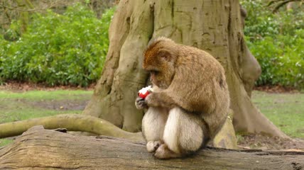 坐在树下吃苹果的猴子