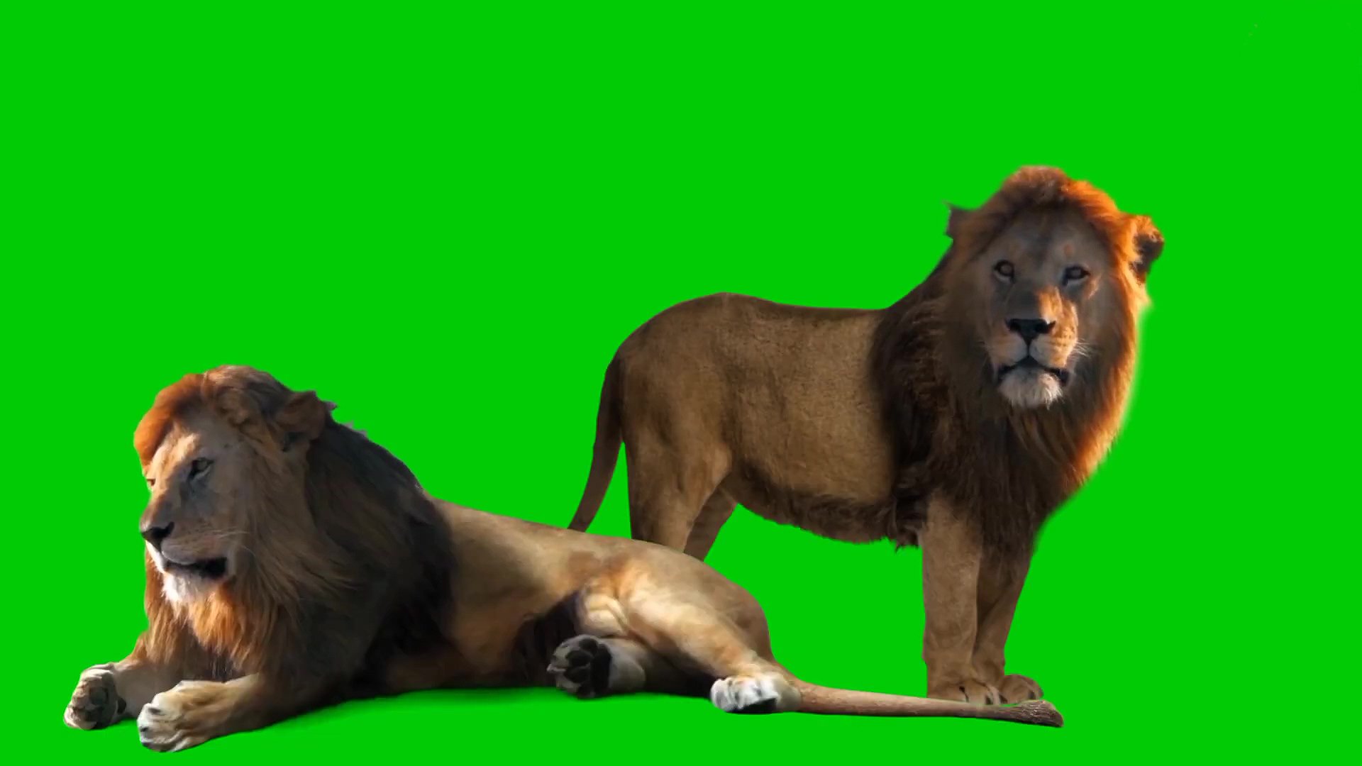 狮子绿幕视频素材