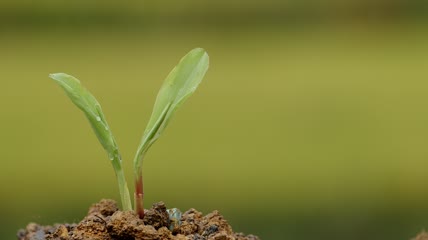 升格拍摄发芽
