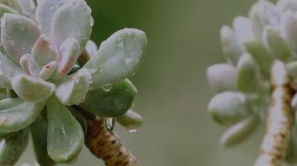 4k升格多肉花水滴