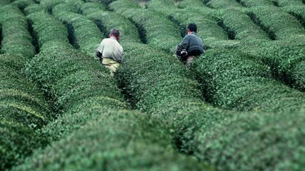 4k升格拍摄农民修剪茶园茶林素材