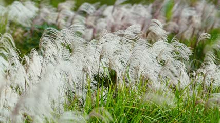 4k升格拍摄植物芦苇草