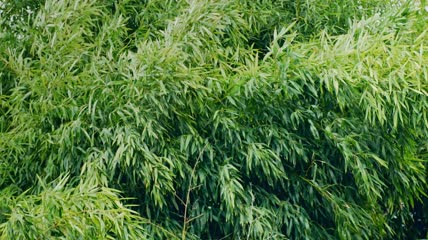 4k升格拍摄竹叶空镜头