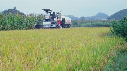 4k实拍农业机械化收割稻谷
