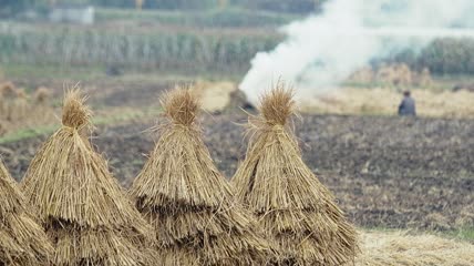 4k实拍农田里的稻草堆
