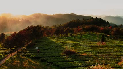 4k航拍夕阳下的茶园茶坡