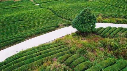 4k航拍秋季茶园茶林