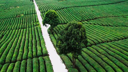 4k航拍茶园农民修剪茶林