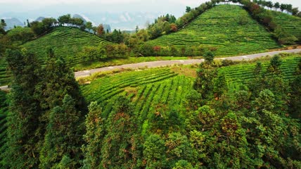 4k航拍茶园茶林森林茶厂