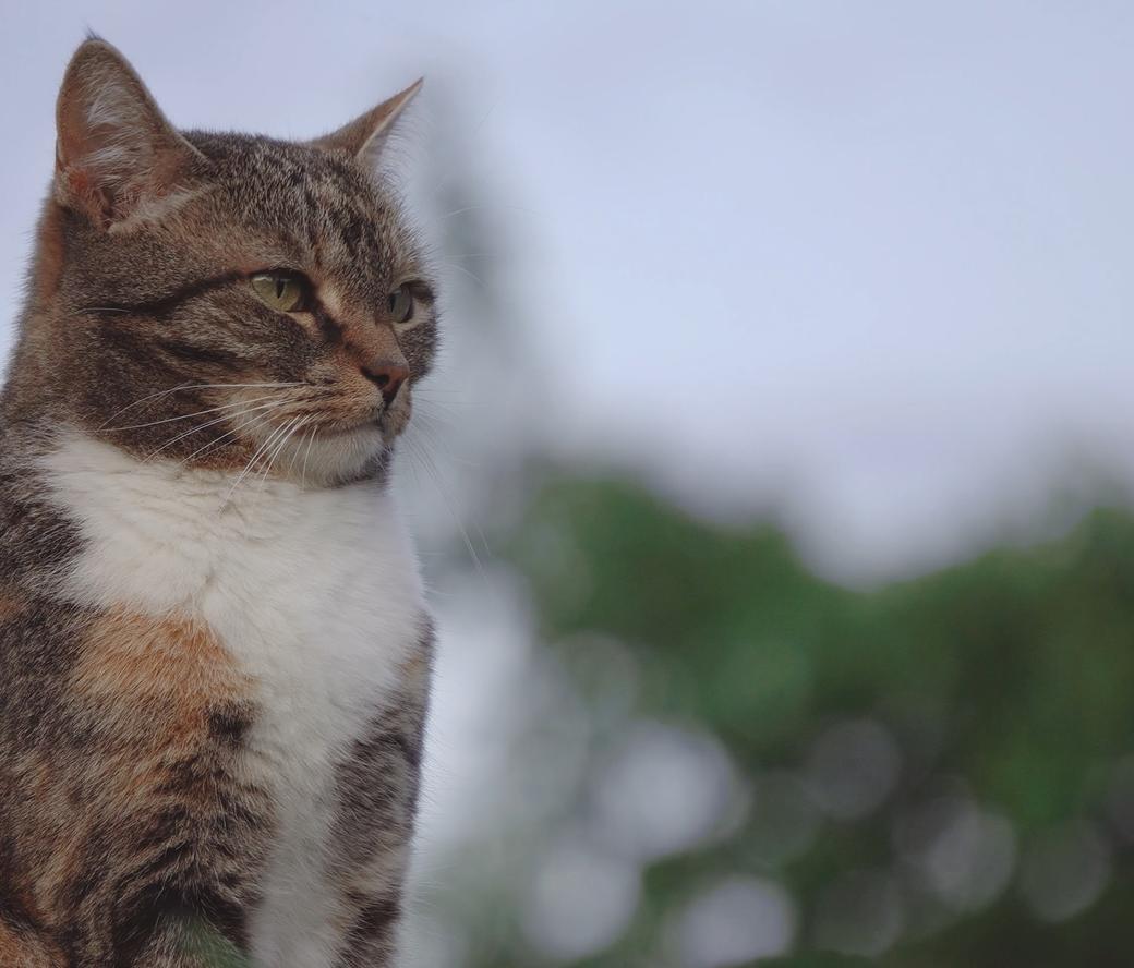 中华狸花猫4k特写实拍