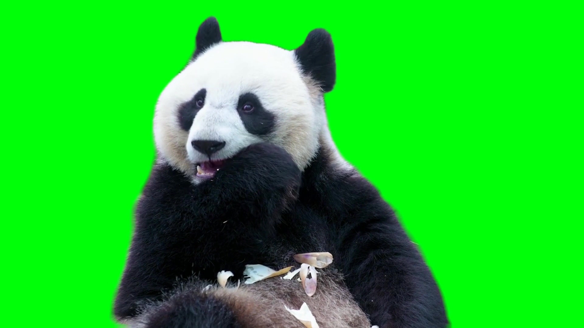 绿幕视频素材熊猫