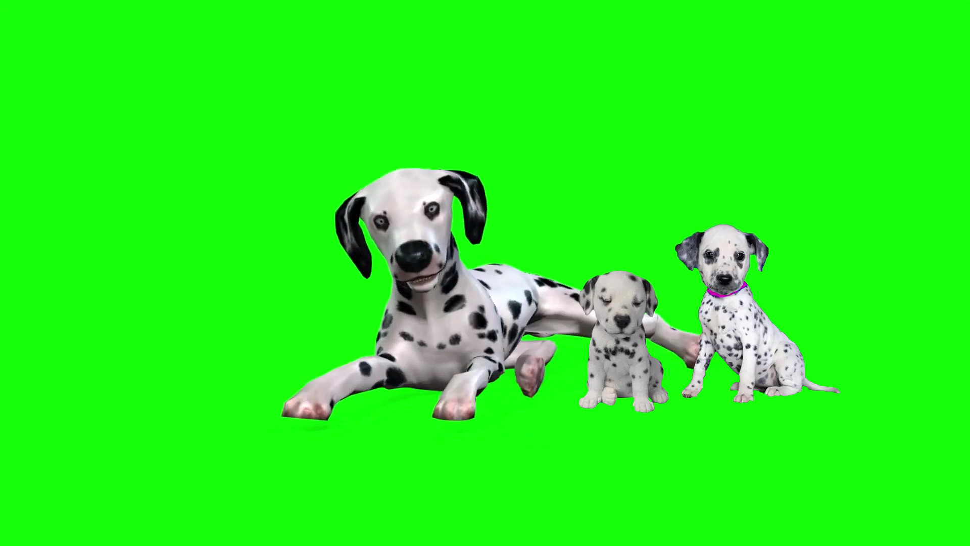 绿幕视频素材斑点狗