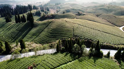 4k航拍白茶茶园茶山