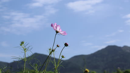 格桑花特写实拍