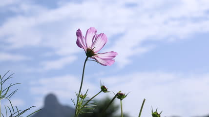 格桑花实拍