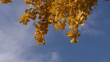 银杏枝干下垂特写实拍