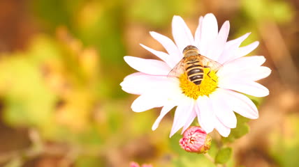 蜜蜂采蜜实拍