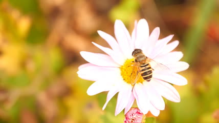 蜜蜂采蜜实拍