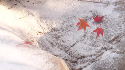 枫叶飞雪实拍