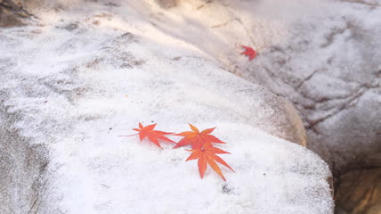 枫叶飞雪实拍