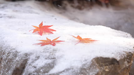 枫叶飞雪实拍