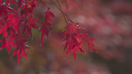 枫叶实拍